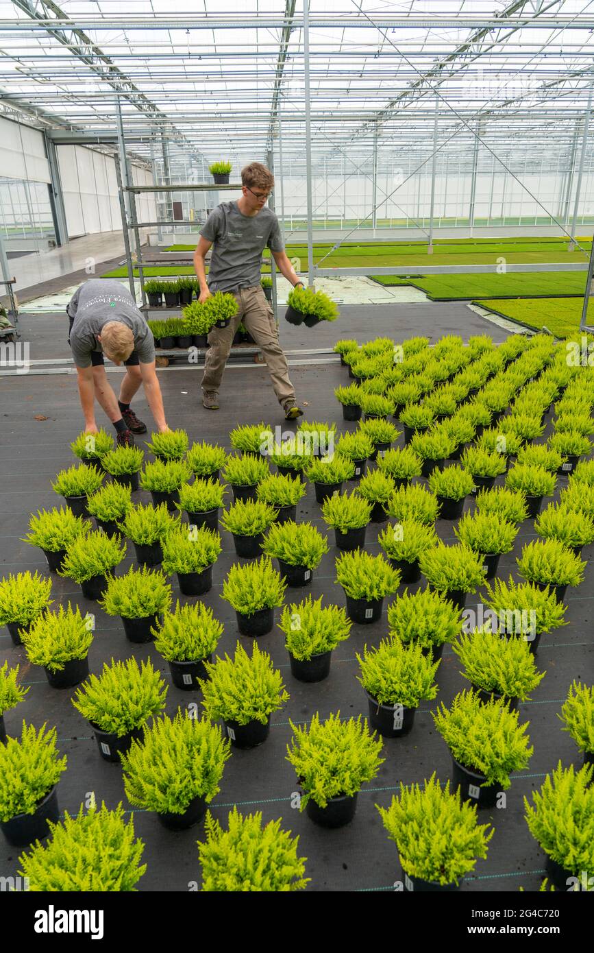 Horticultural business, mother plants from which cuttings of heather, broom  heather plants,Calluna vulgaris, are grown, NRW, Germany Stock Photo - Alamy