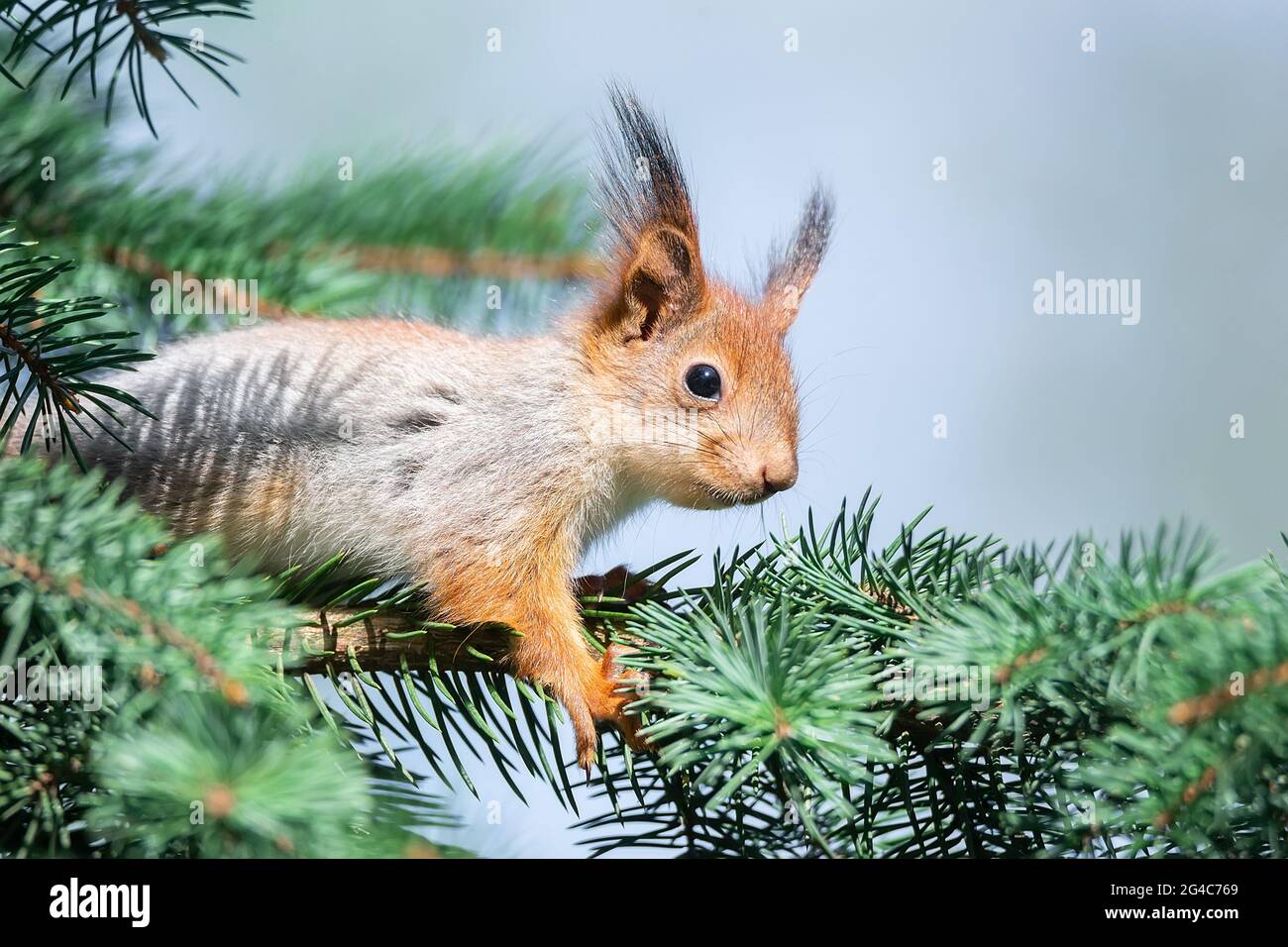 Cute red squirrel, sciurus vulgaris, eating a nut in green spring forest  with copy space. Lovely wild animal with long ears and fluffy tail feeding  in Stock Photo - Alamy, image size:1300x956
