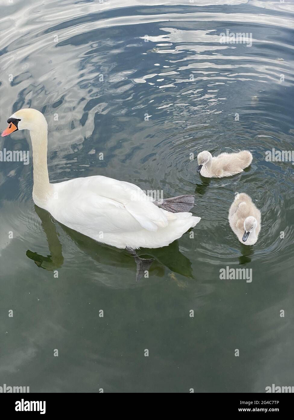 A vertical shot of a swan with its babies swimming in the pond Stock ...