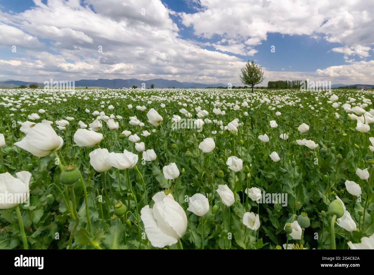 Opium poppies known as Papaver Somniferum in Latin, Turkey Stock Photo