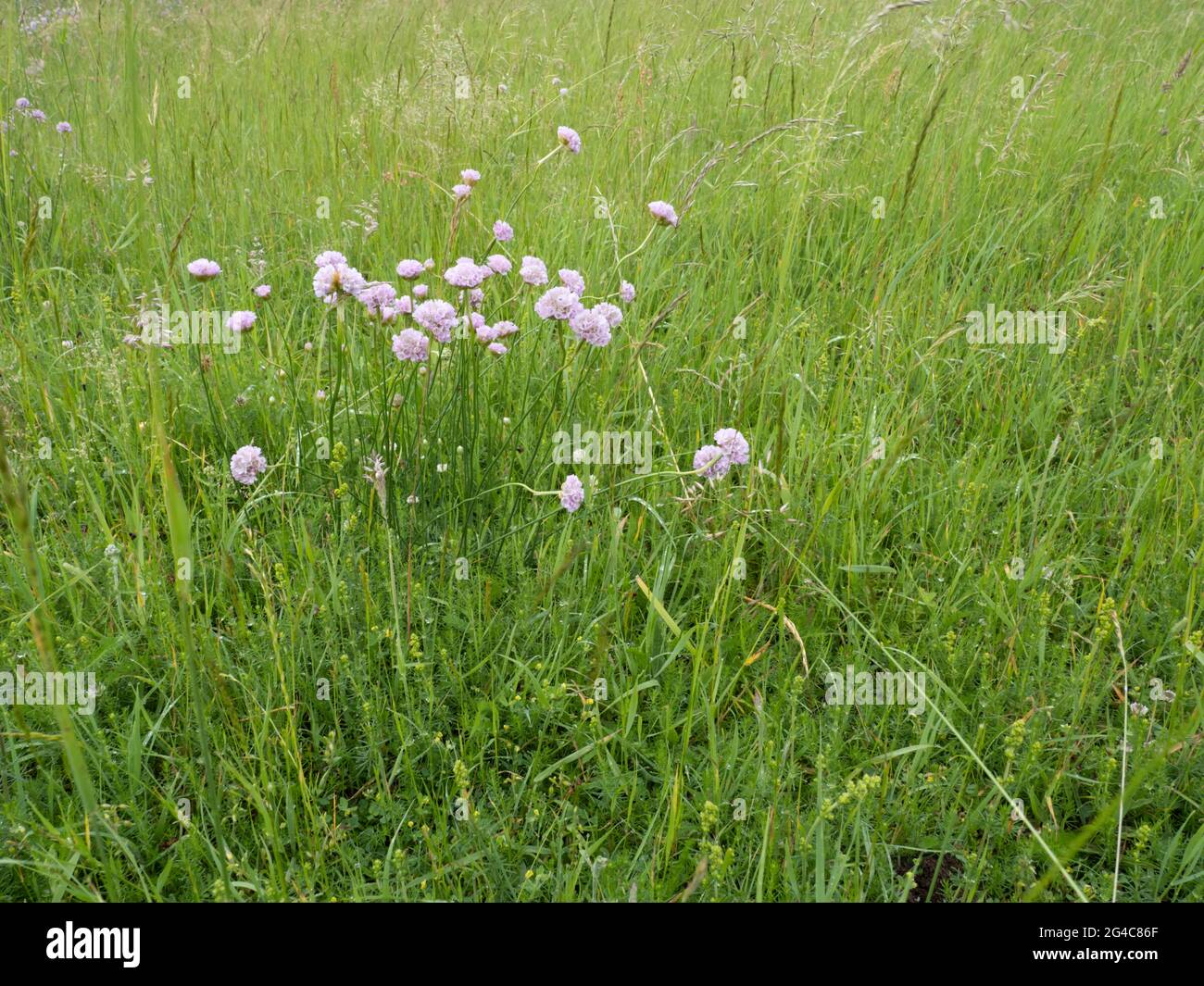 Tall Thrift (Armeria maritima subsp. elongata) is a rare and endangered sub species of thrift. Stock Photo