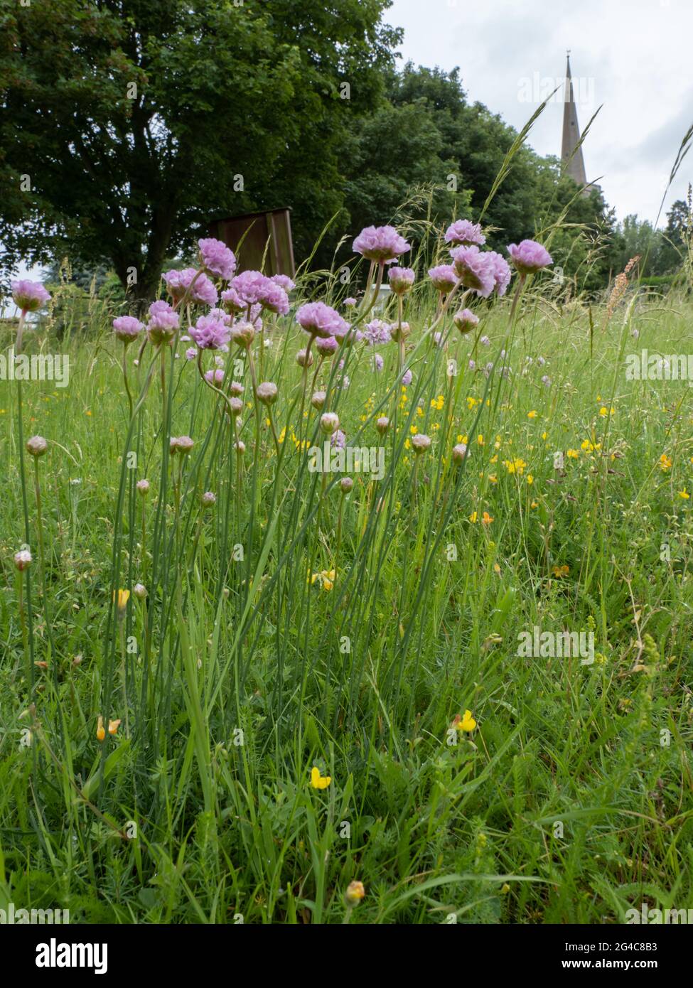 Tall Thrift (Armeria maritima subsp. elongata) is a rare and endangered sub species of thrift ...