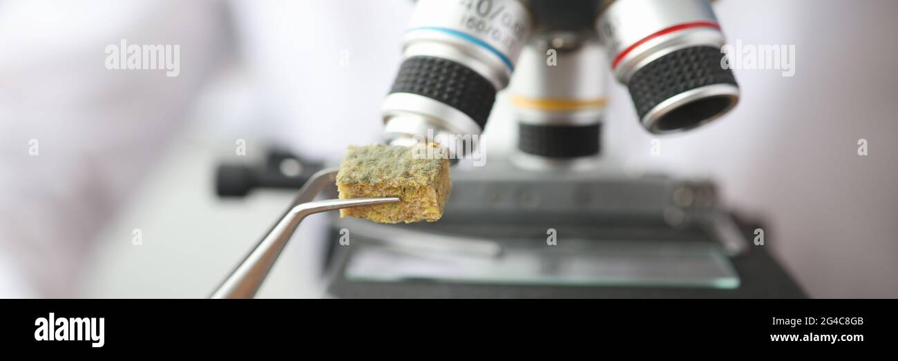 Scientist holding sample of moldy tissue near microscope with tweezers closeup Stock Photo