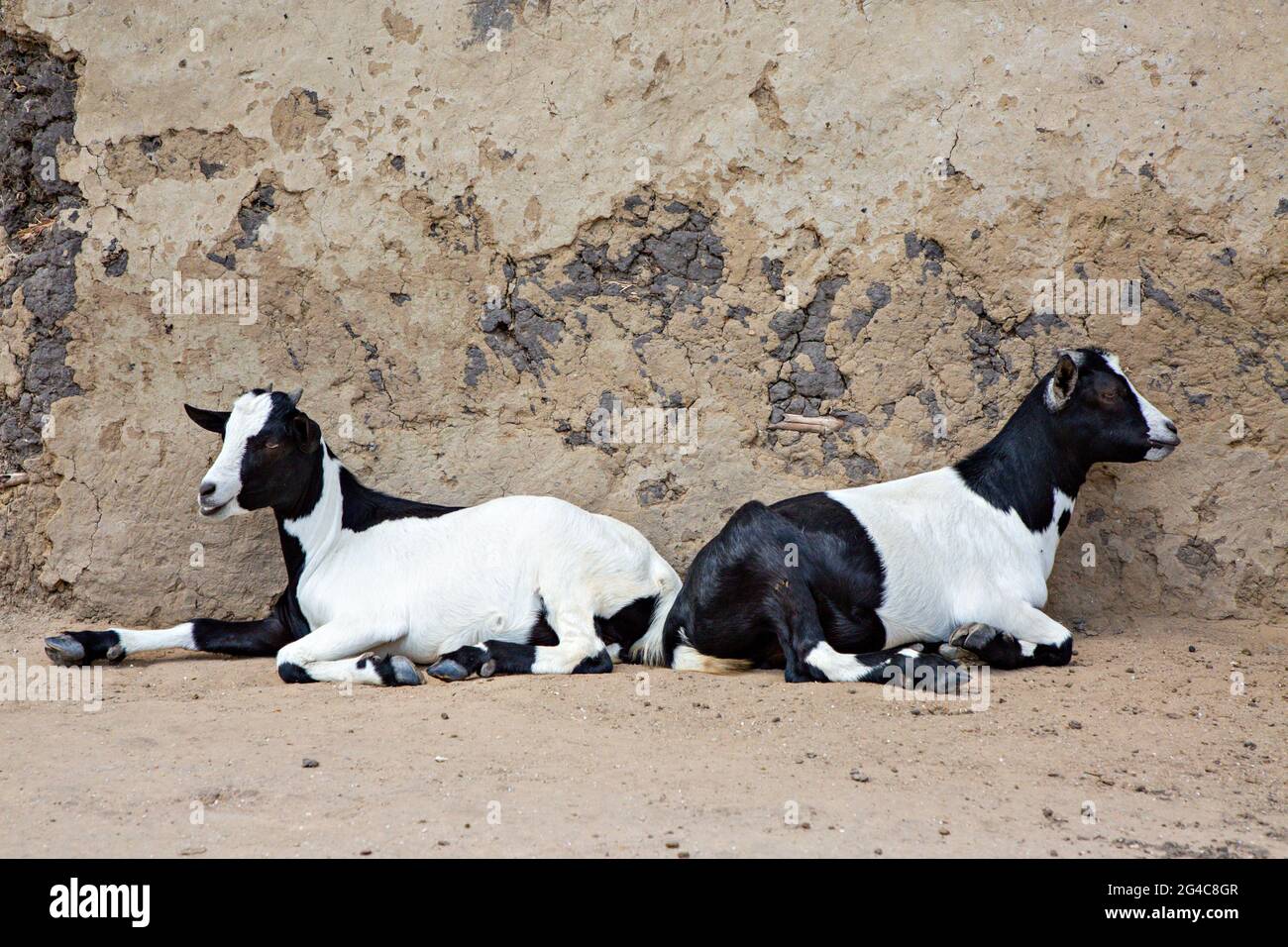 Black and white goats sitting, Uganda Stock Photo