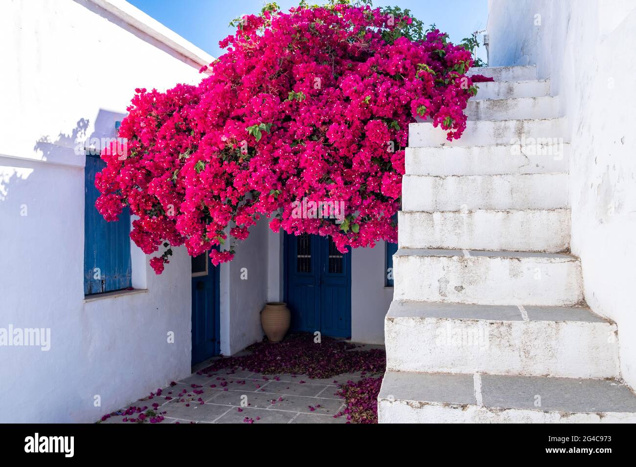 Pink bougainvillea flower ceramic pot aged empty traditional narrow stone stairs drives to heaven from down to upper background. House with whitewashe Stock Photo