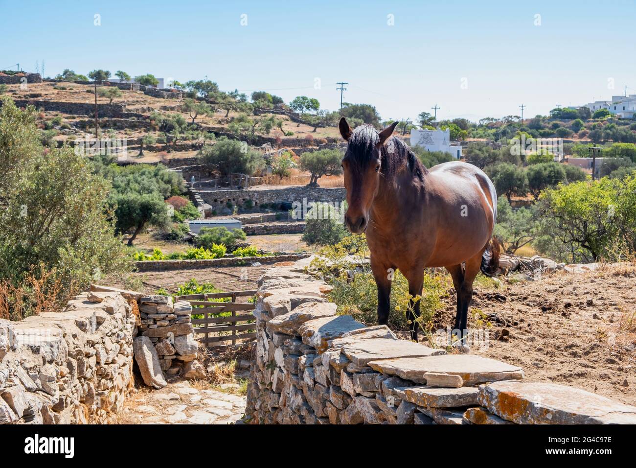 Brown horse valley summer sunny day at Sifnos island, Greece. Greek rural landscape. Stone stairs drives tourists to the top of hill to admire the sce Stock Photo
