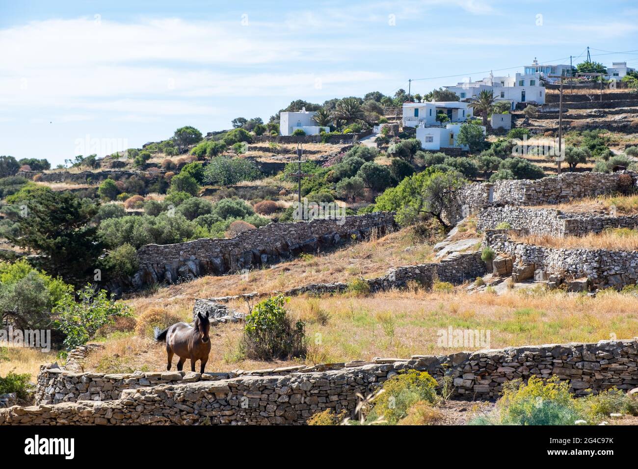 Greek rural landscape. Brown horse valley summer sunny day at Sifnos island, Greece. Stone stairs drives tourists to the top of hill to admire the sce Stock Photo