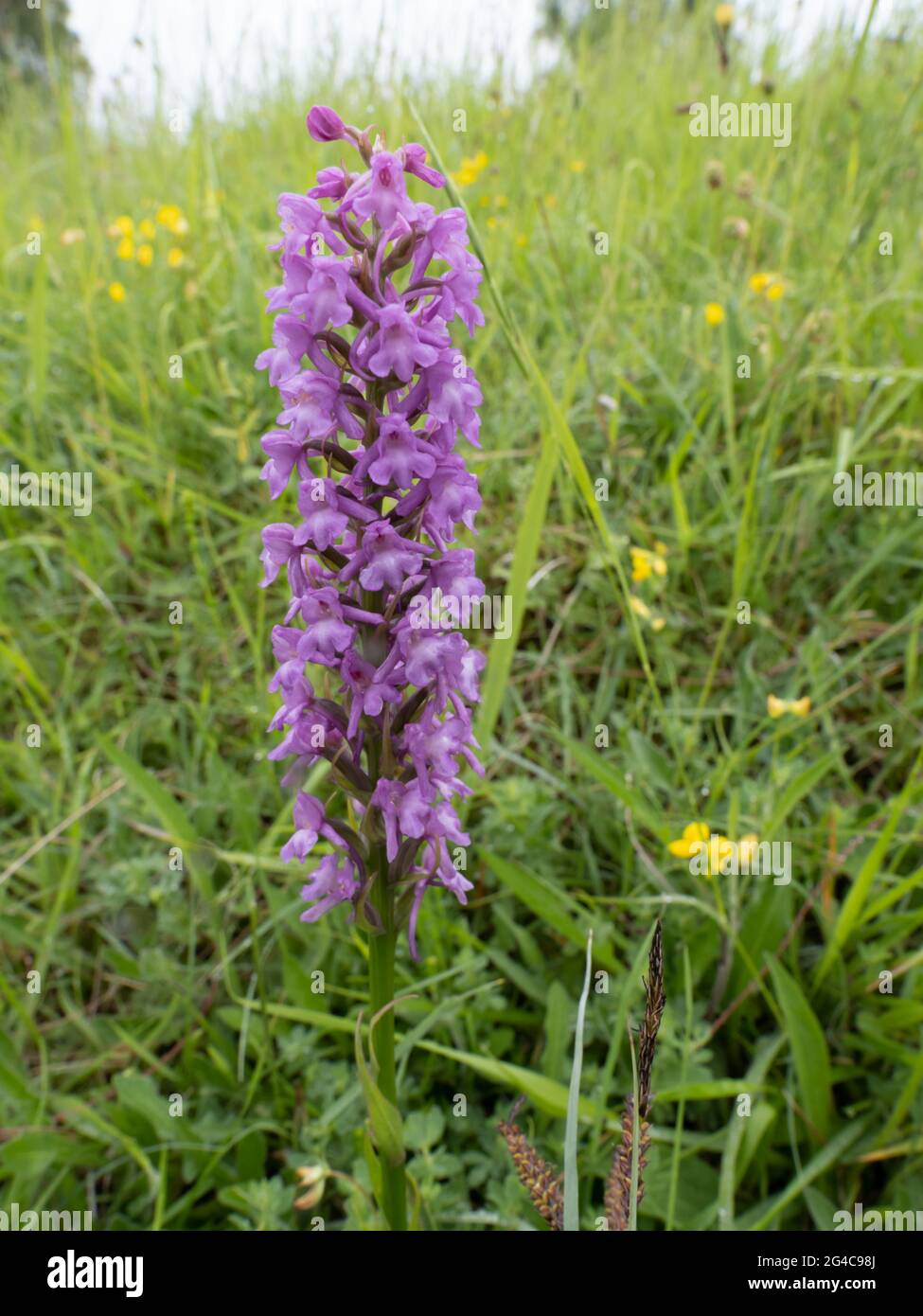 Gymnadenia conopsea, commonly known as the Fragrant Orchid or Chalk Fragrant Orchid Stock Photo