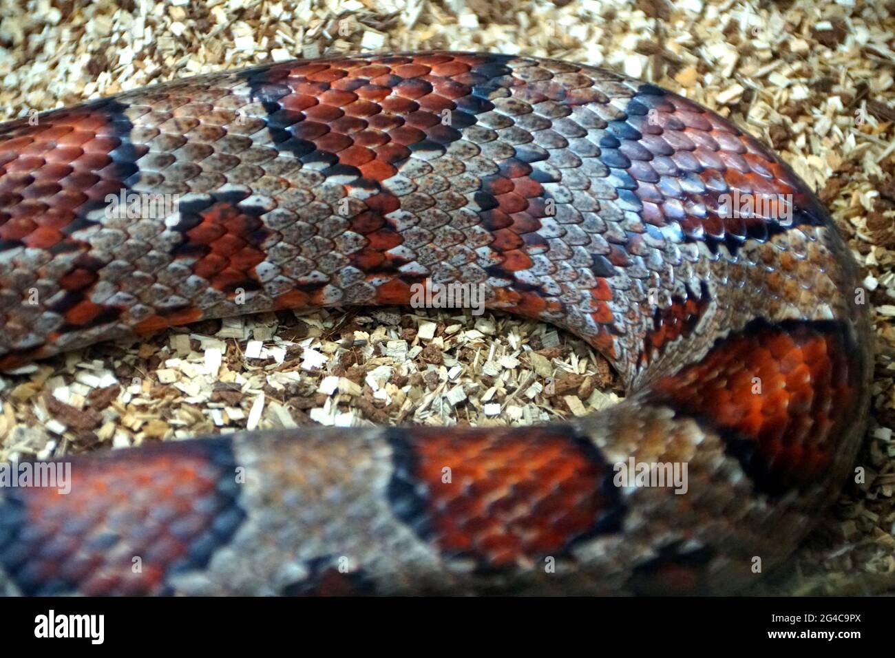 Close up of the beautiful patterns of Corn Snake, originally from Southeastern United States of America Stock Photo