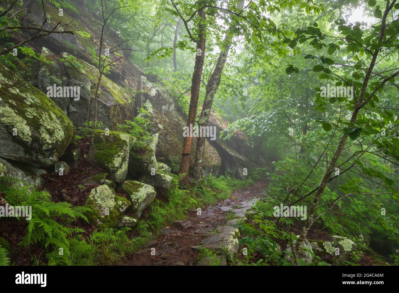 The Appalachian Trail surrounded by fog, lush green ferns, and boulders in Shenandoah National Park, Virginia, United States Stock Photo