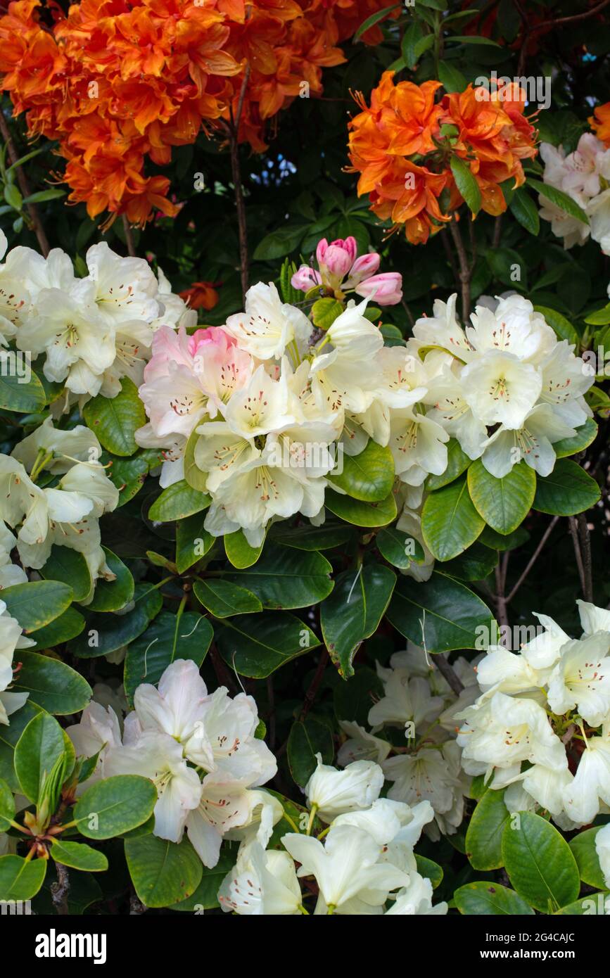 Pink buds, pale yellow Rhododendron Horizon Monarch Stock Photo