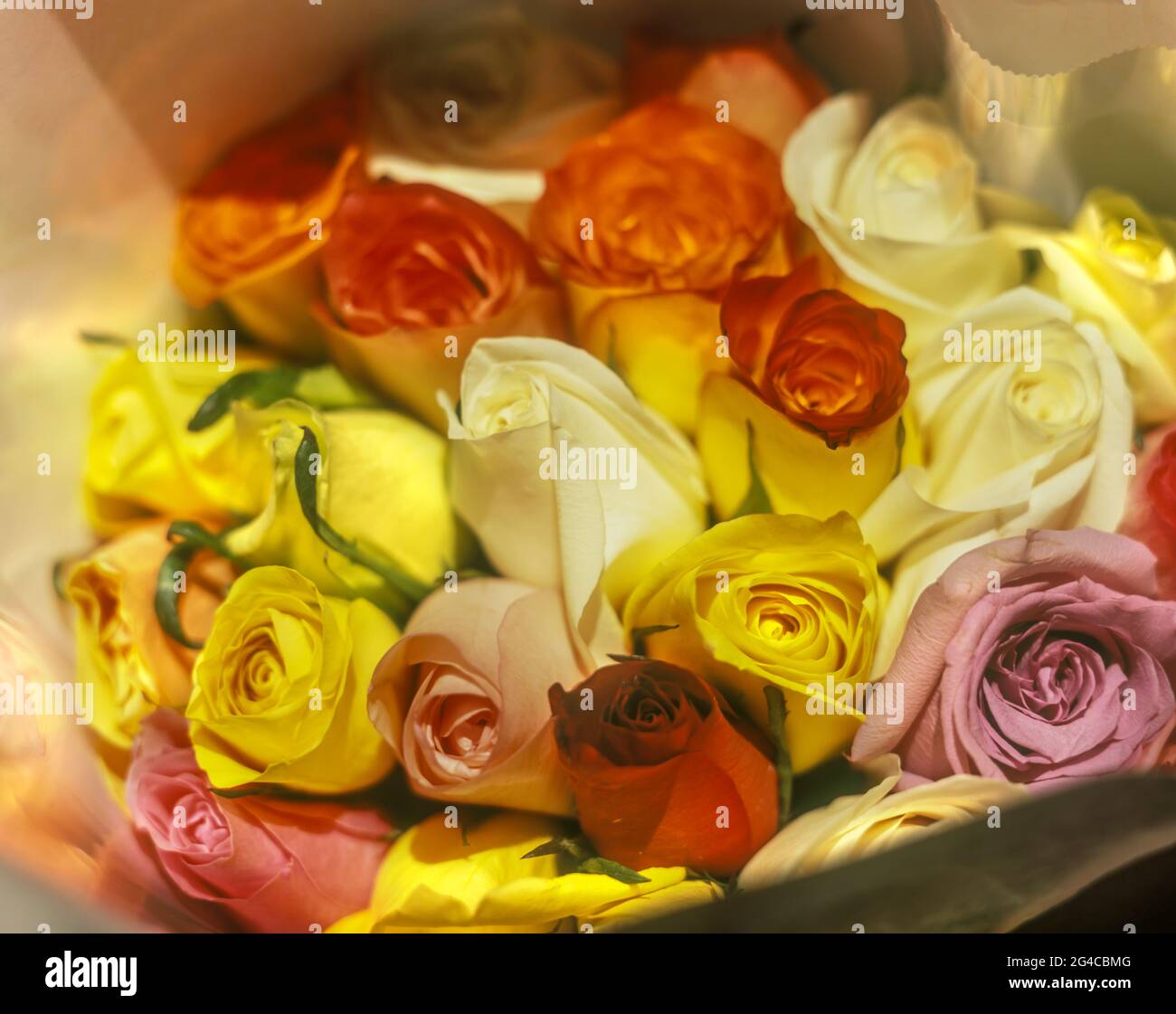 WRAPPED WHITE PAPER BOUQUET OF FRESH ROSES Stock Photo - Alamy