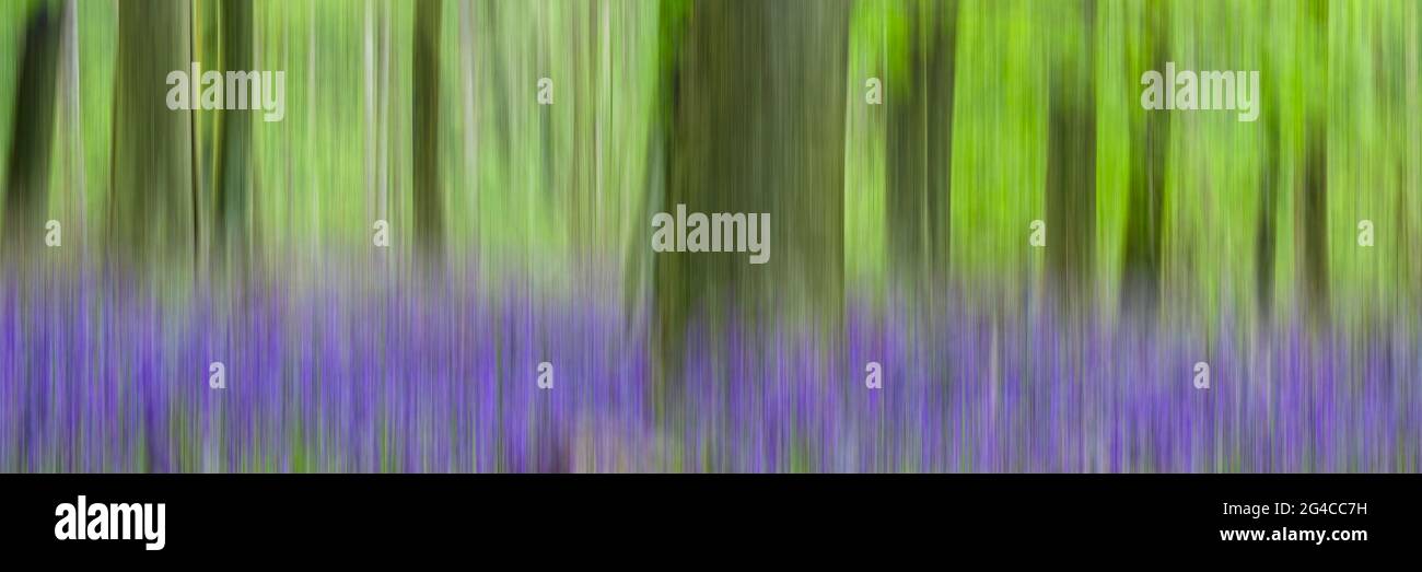 Abstract hyacinthoides hi-res stock photography and images - Alamy