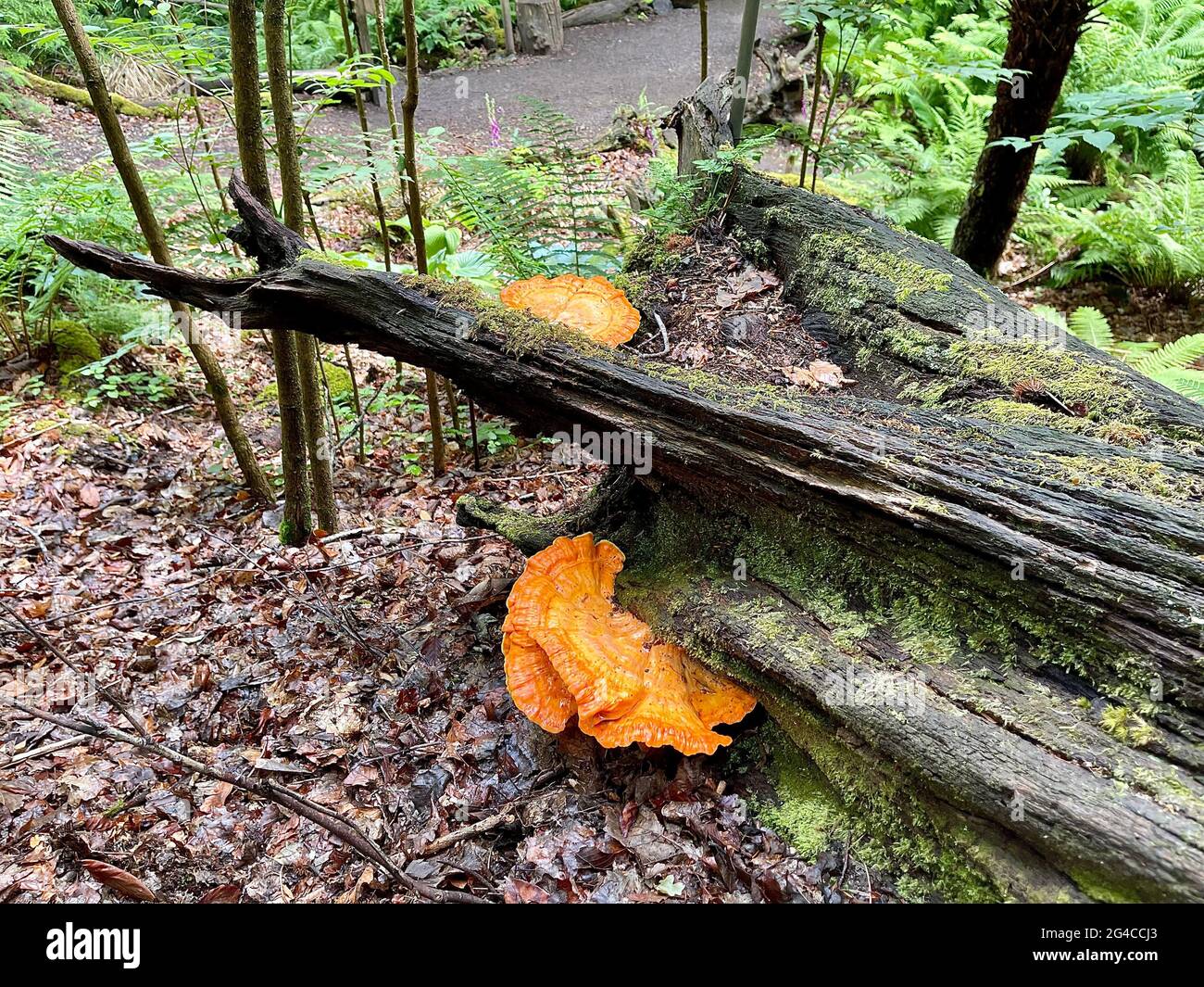 Orange Fungi Stock Photo