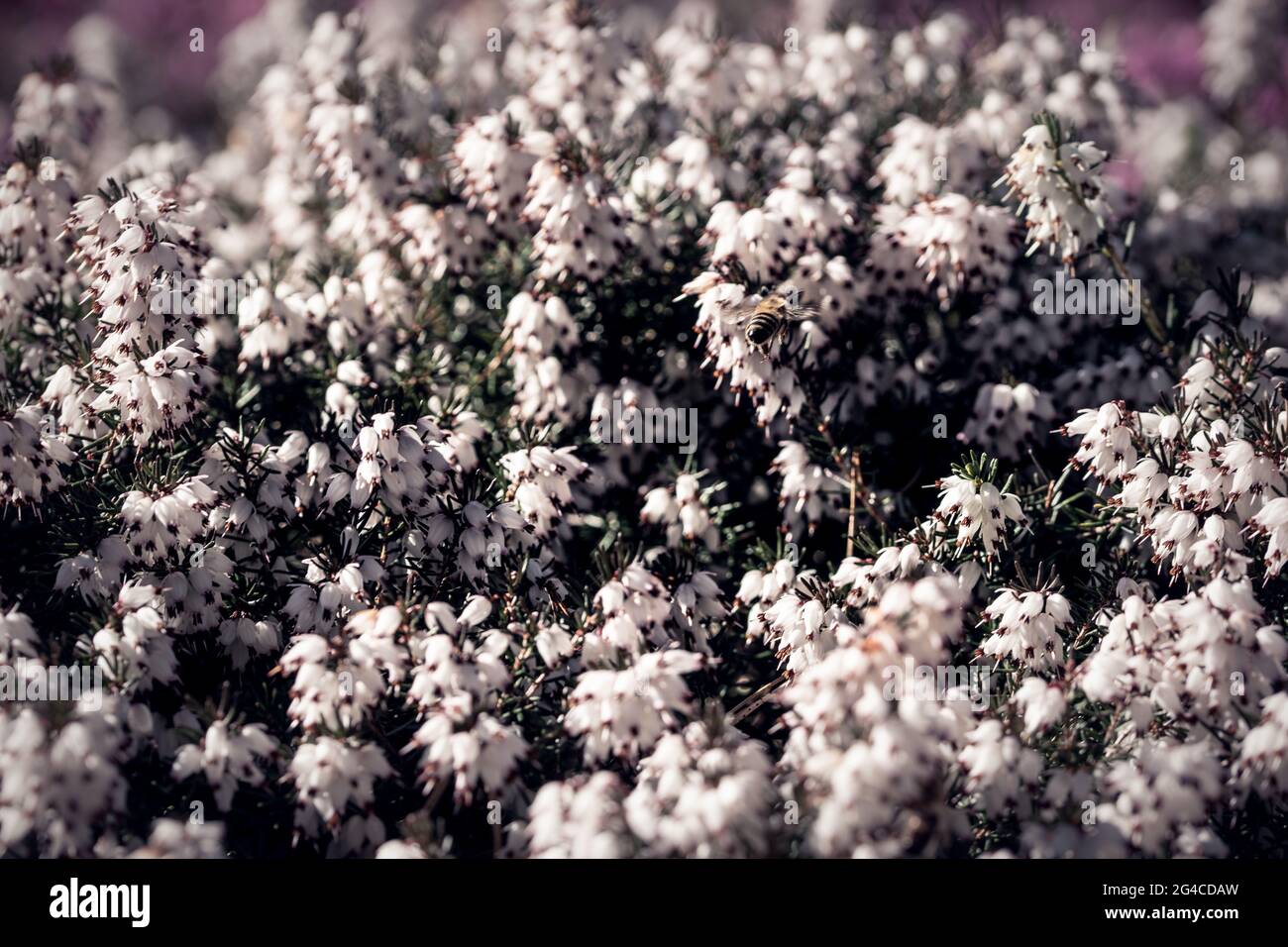 A closeup shot of blooming Erica Heath flowers Stock Photo