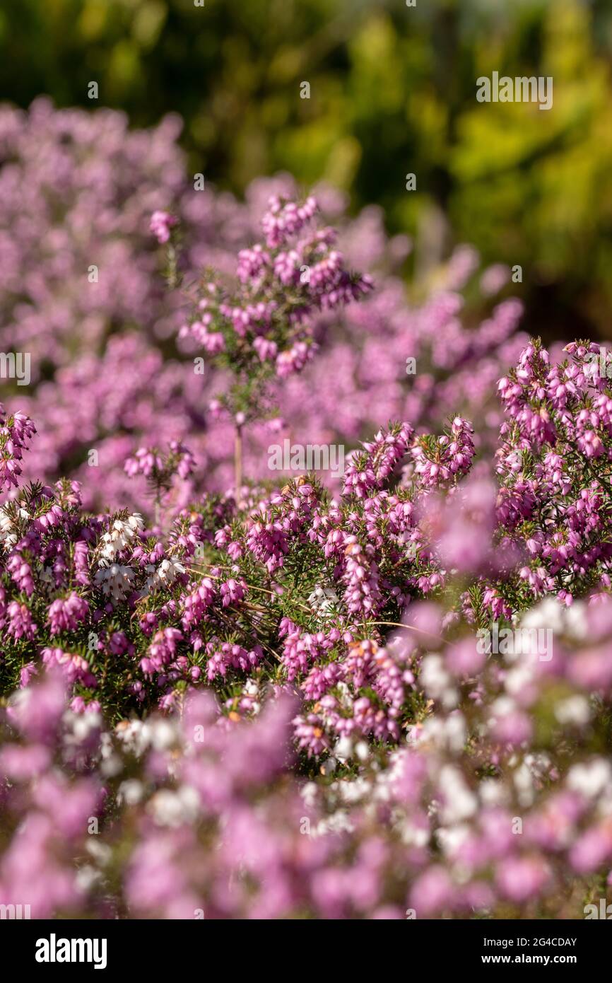 A vertical shot of blooming Erica Heath flowers Stock Photo