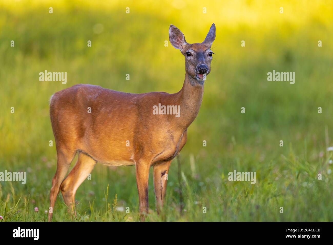 White-tailed doe chewing her cud in a northern Wisconsin meadow. Stock Photo