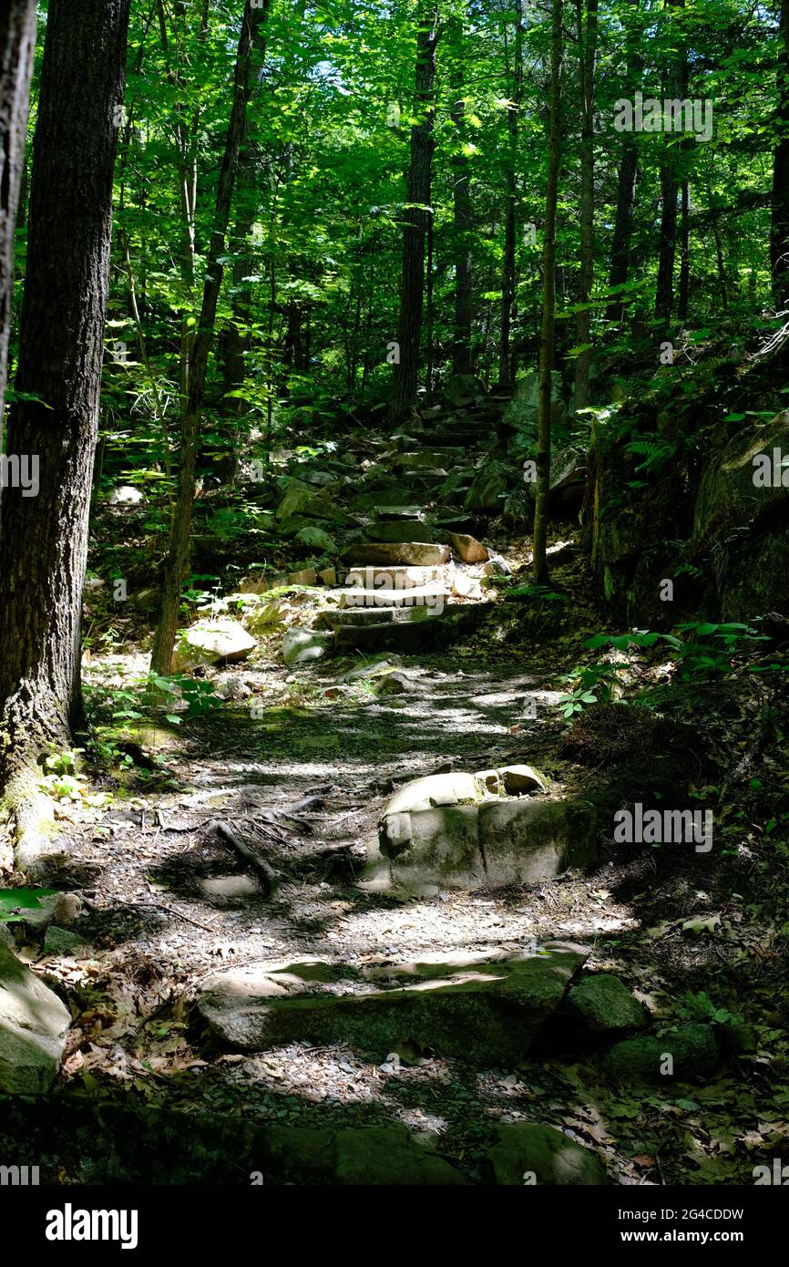 Dappled forest scene in summer time in Quebec, Canada. Stock Photo