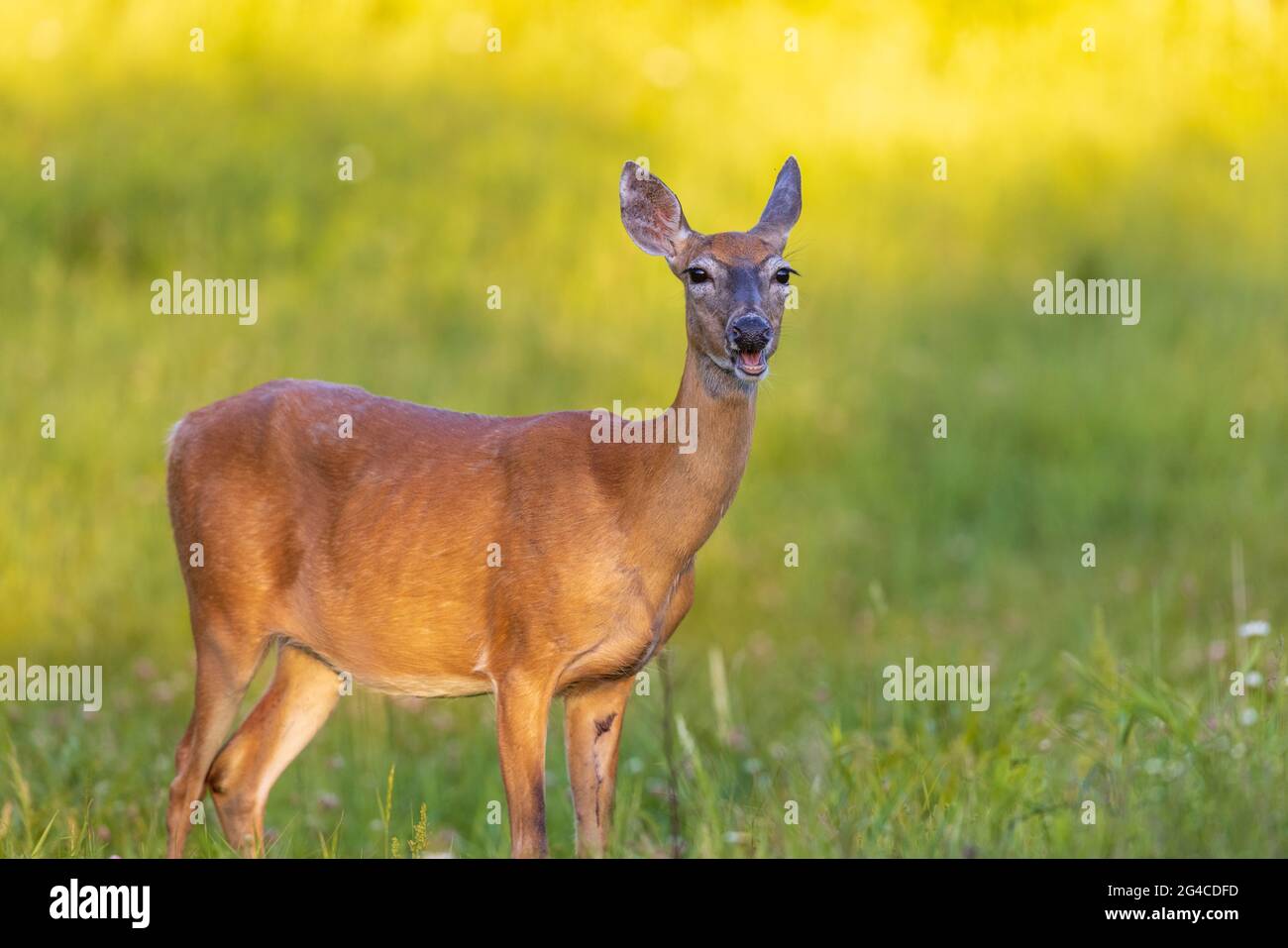 doe-field-hi-res-stock-photography-and-images-alamy
