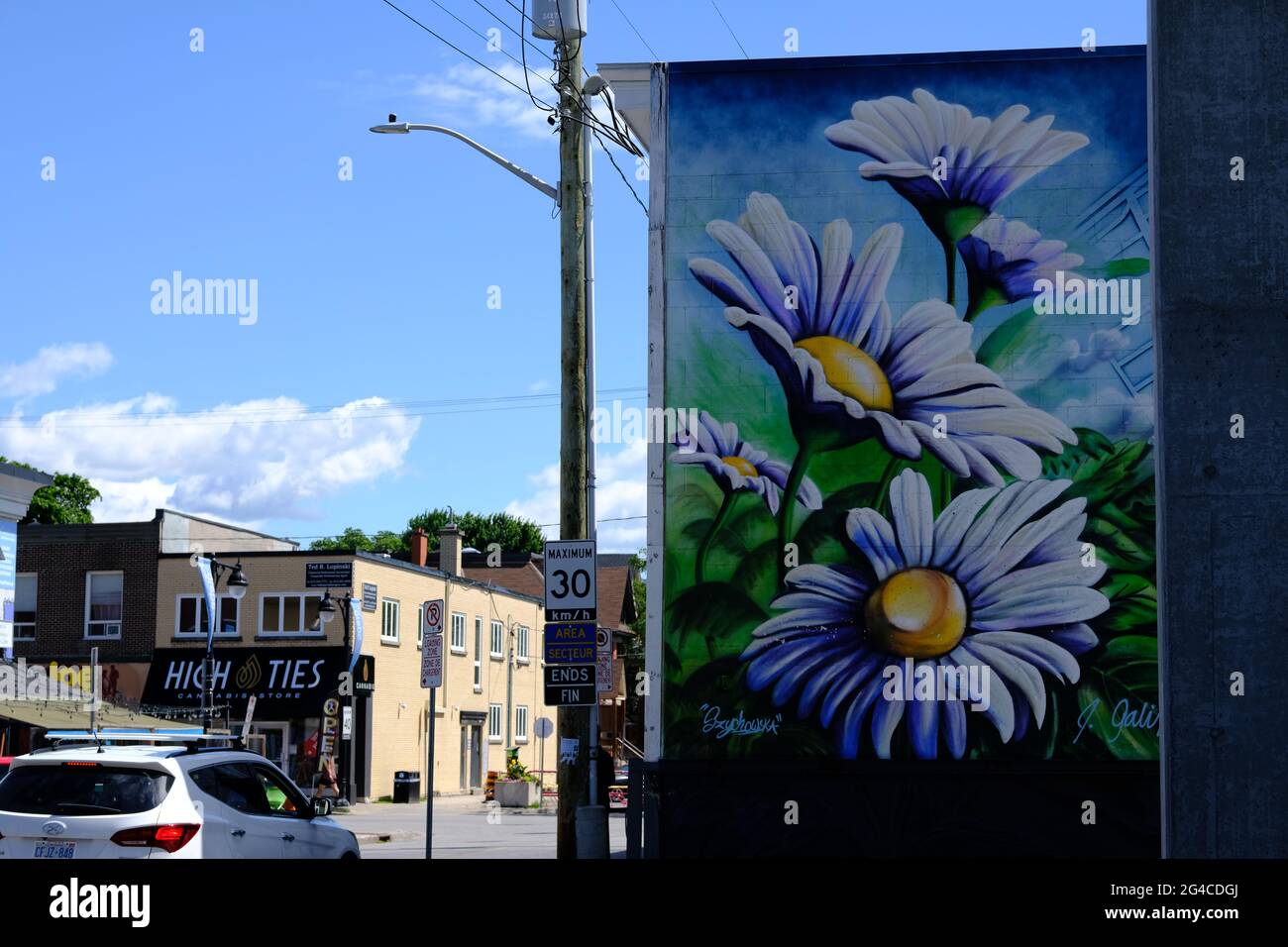 Street art giant flowers on the side of a building in Ottawa, Ontario