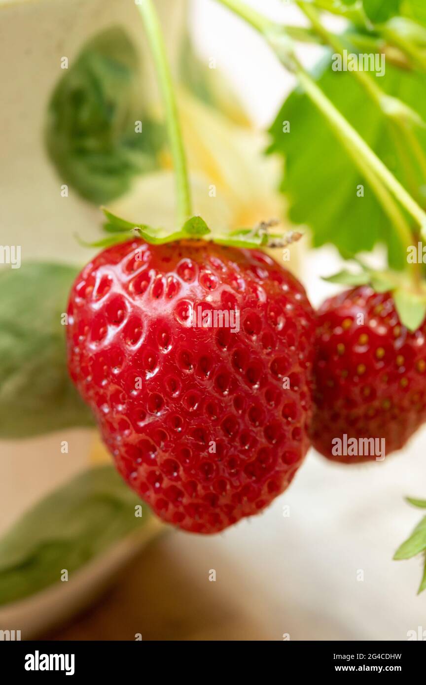 New harvest of ripe red sweet strawberry in garden close up Stock Photo ...