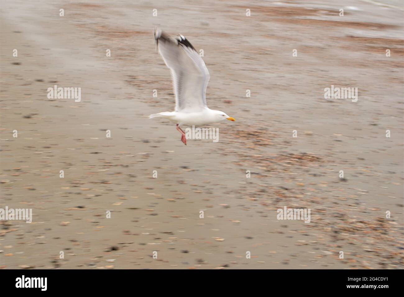 A seagull is flying above the beach Stock Photo