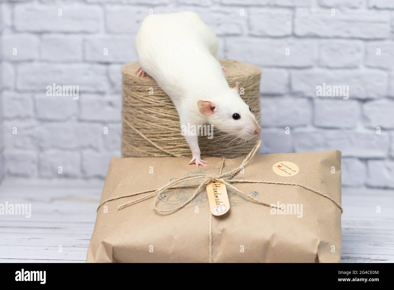 Little cute white rat sits on a gift wrapped in kraft paper. A roll of twine stands nearby. Stock Photo