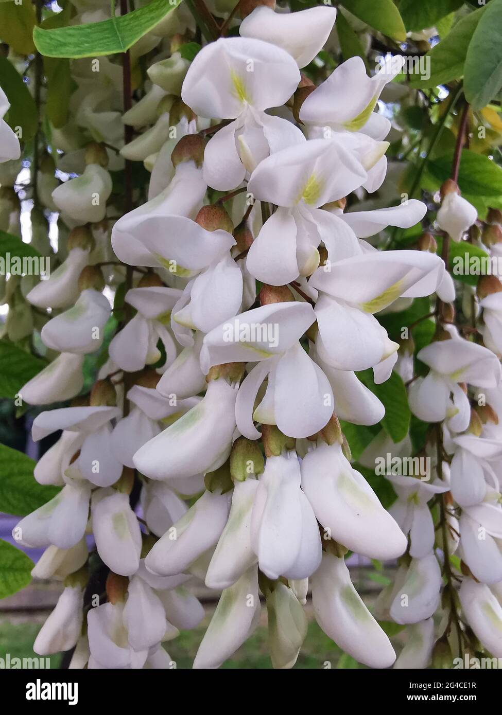 Acacia white flowers hires stock photography and images Alamy