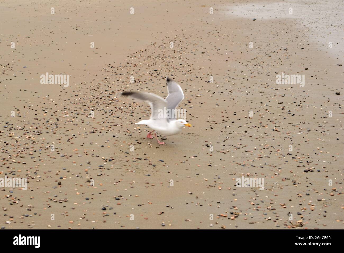 A seagull starts to fly Stock Photo