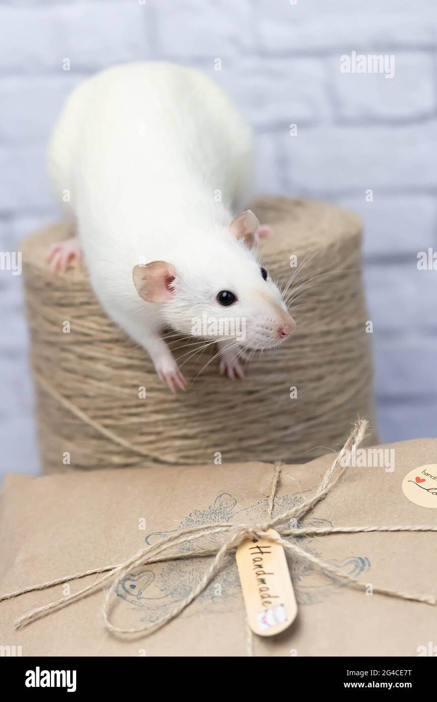 Little cute white rat sits on a gift wrapped in kraft paper. A roll of twine stands nearby. Stock Photo