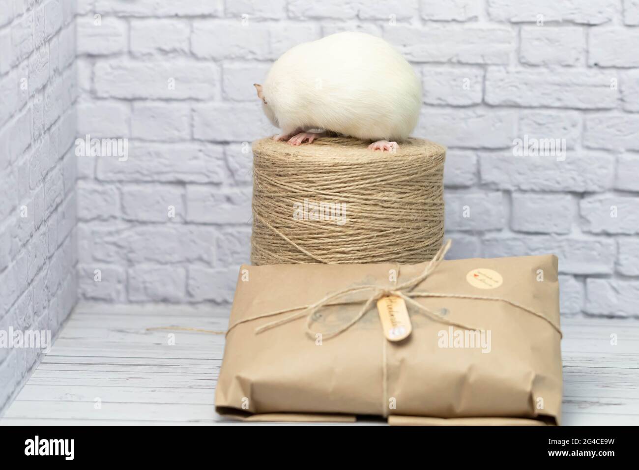 Little cute white rat sits on a gift wrapped in kraft paper. A roll of twine stands nearby. Stock Photo