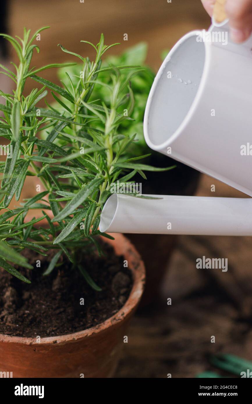 Watering fresh green basil plant and rosemary plant from modern watering can after repotting on