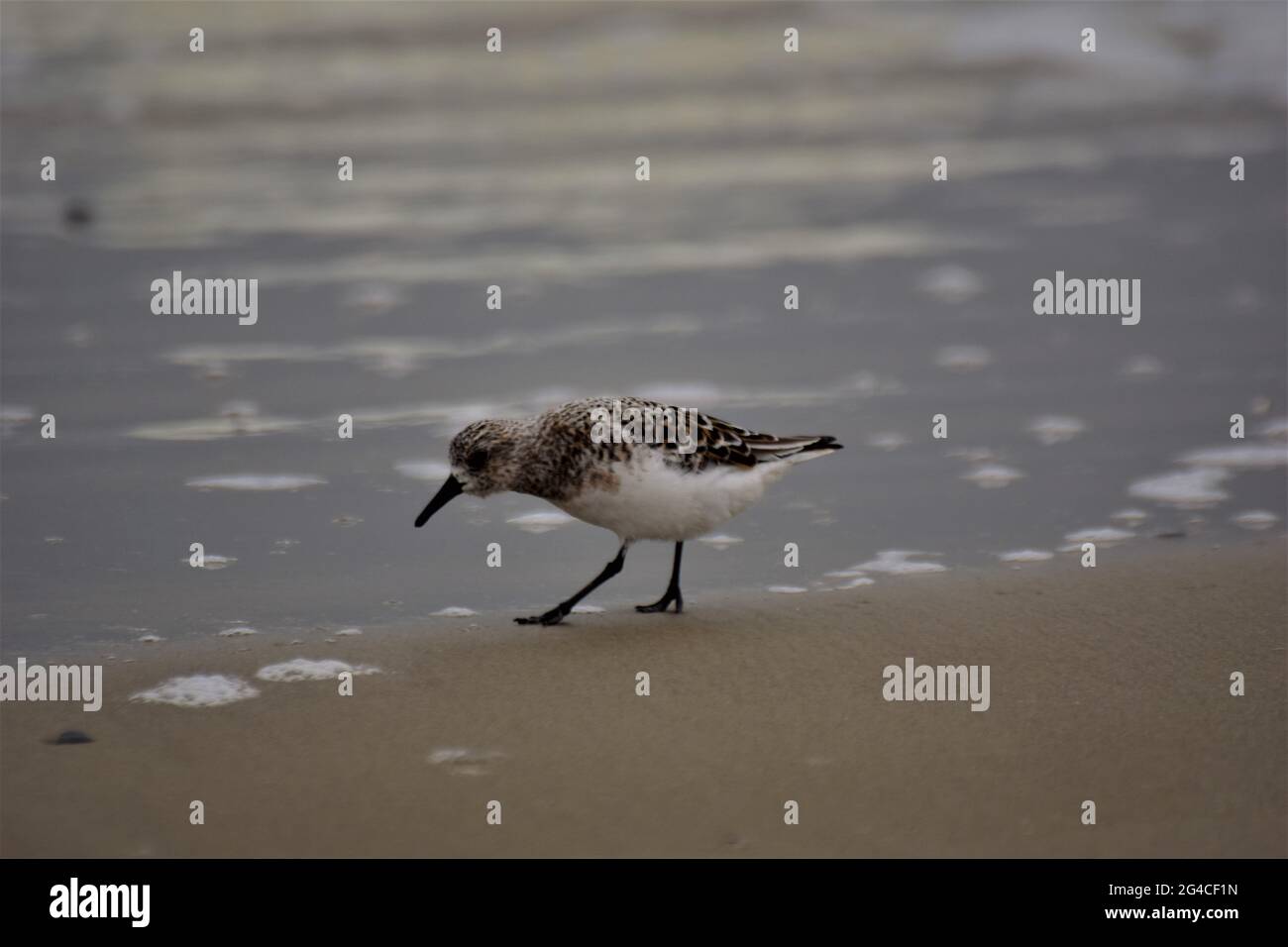 Calidris alba - Sanderling - migratory bird standing at the beach near the water Stock Photo
