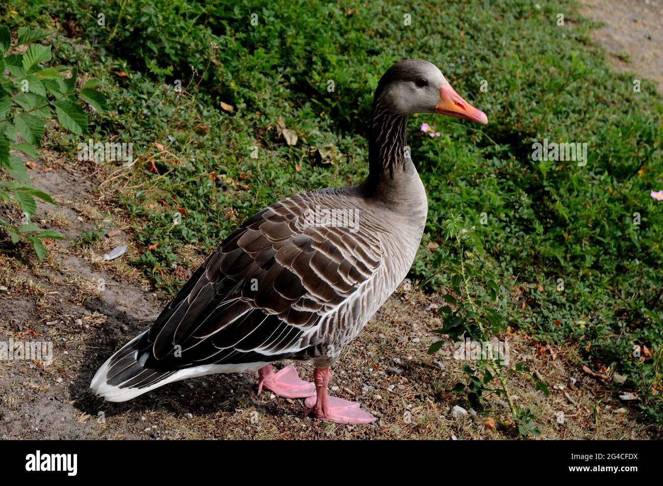 Danish Goose High Resolution Stock Photography and Images - Alamy