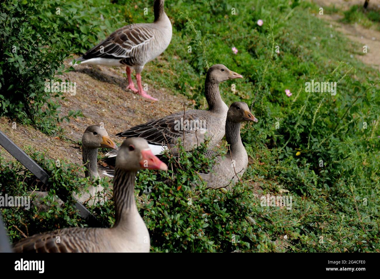 Copenhagen, Denmark. 20 June 2021,Canadian goose biods in closed lake ...