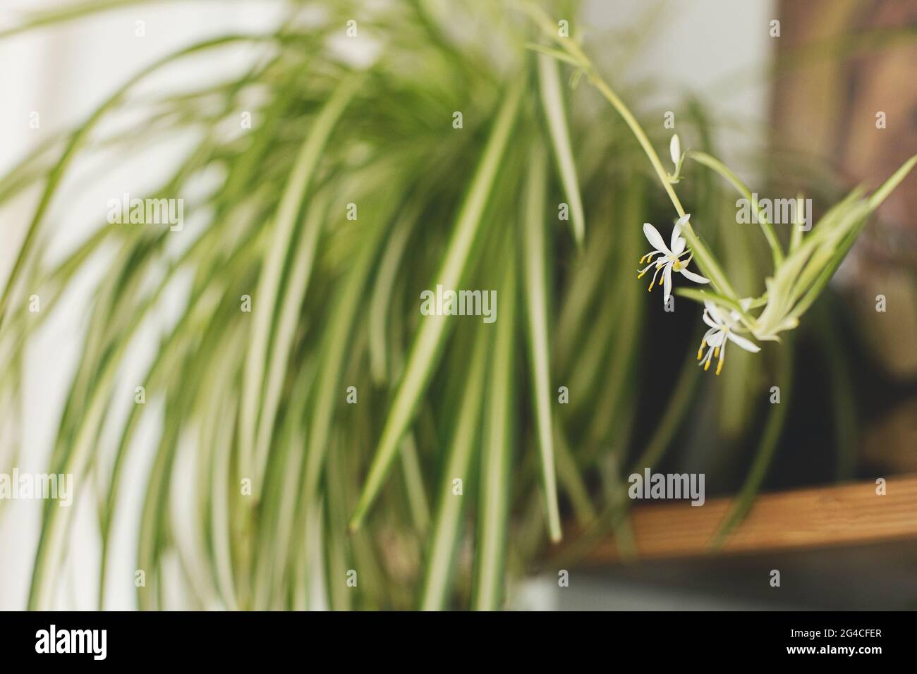 Spider Plant White Flowers Close Up On Background Of Room With Plants 