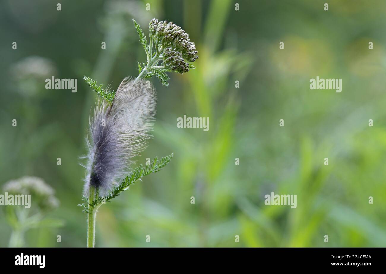 A very light feather has stuck to the stem of the White Yarrow Stock Photo