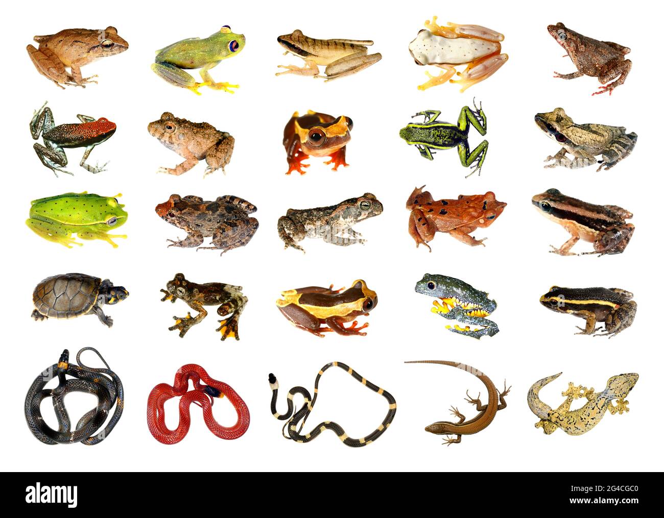 Collection of Reptiles and Amphibians from the Amazon Rainforest Stock Photo