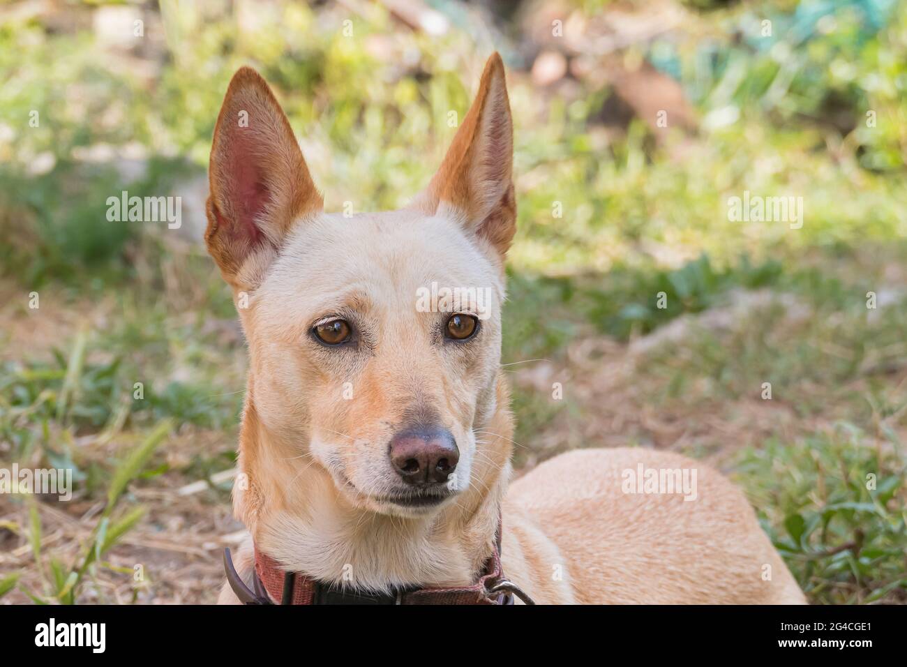sand-colored Spanish podenco dog head with collar outdoors Stock Photo