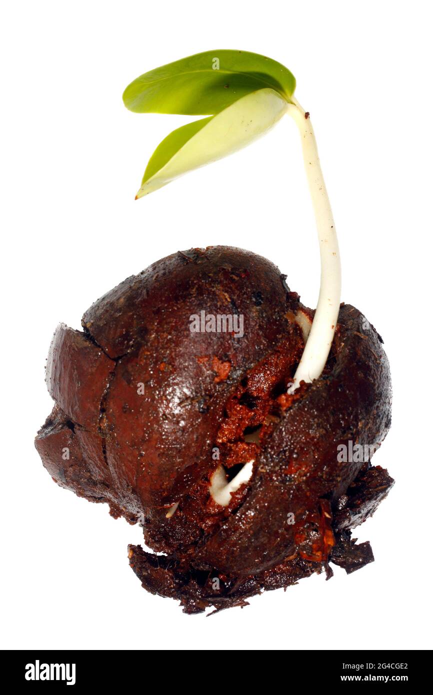 Germinating seed of tree from Amazon rainforest Stock Photo