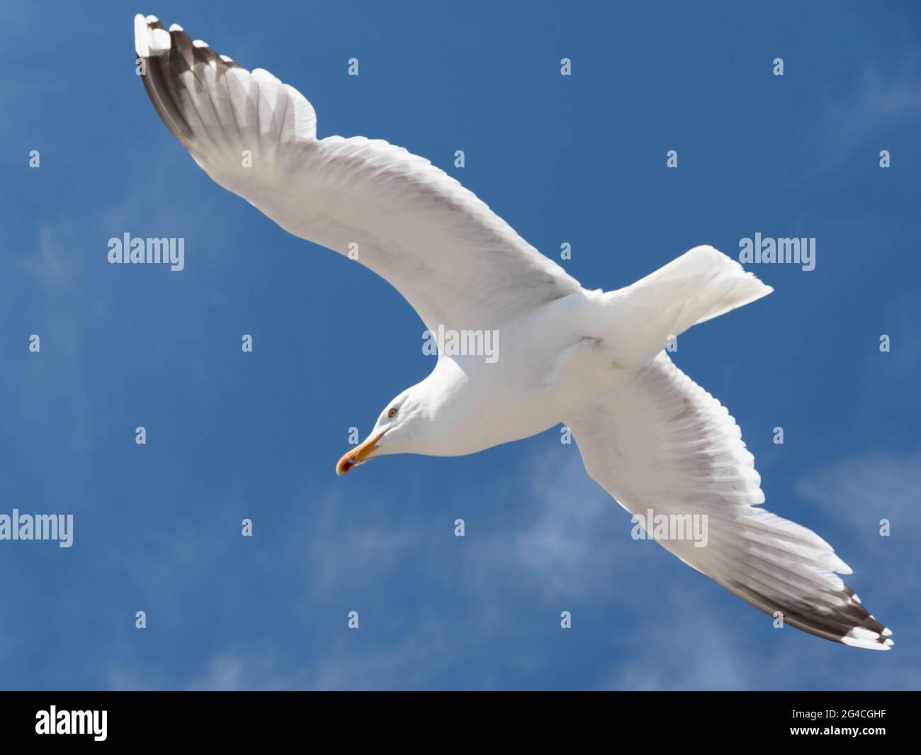 A flying seagull in Norway. Stock Photo