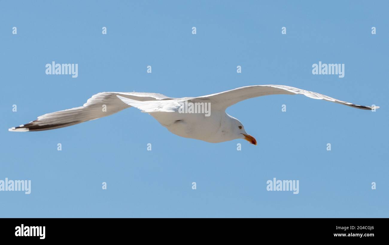 A flying seagull in Norway. Stock Photo