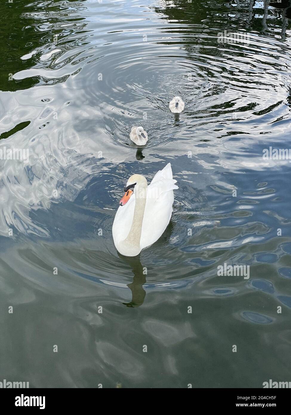 A vertical shot of a swan swimming in the pond with its babies Stock ...