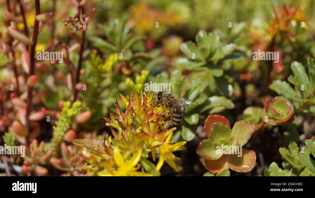 close-up shots of flowers and plants with or without insects Stock ...
