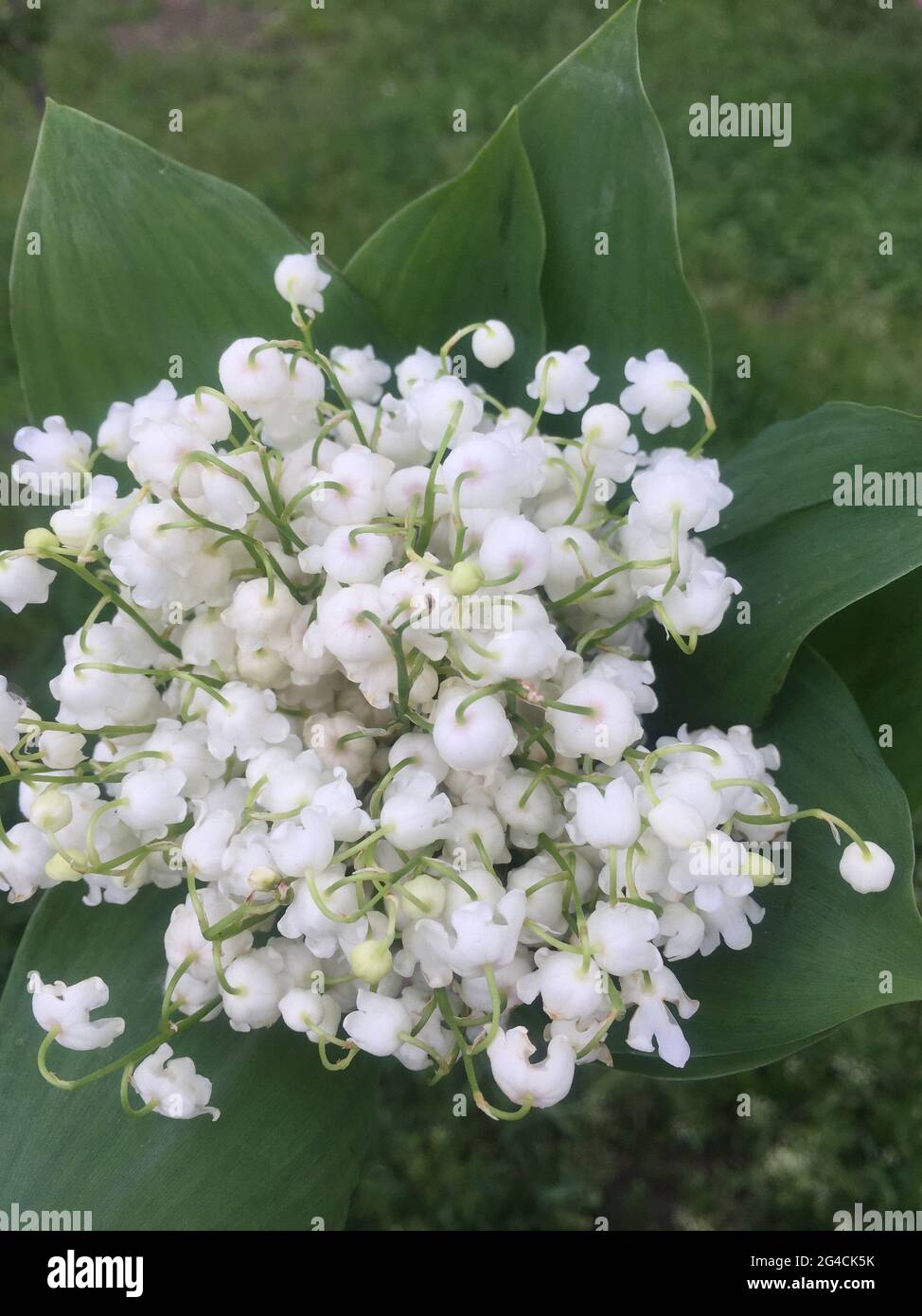 Delicate spring bouquet of lily of the valley flowers in hand Stock ...