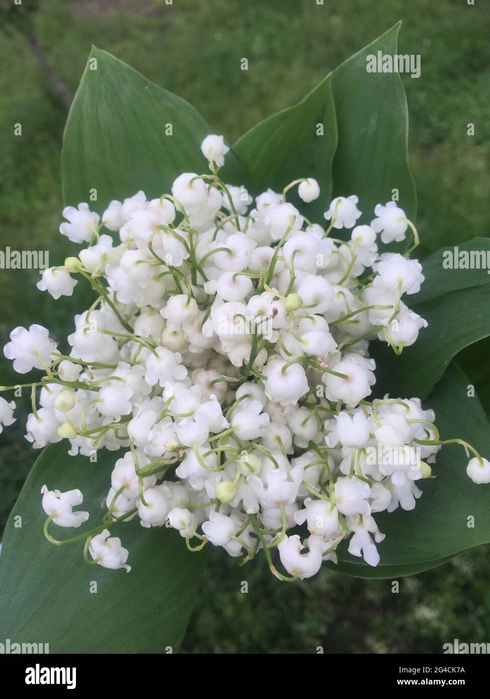 Delicate spring bouquet of lily of the valley flowers in hand Stock ...