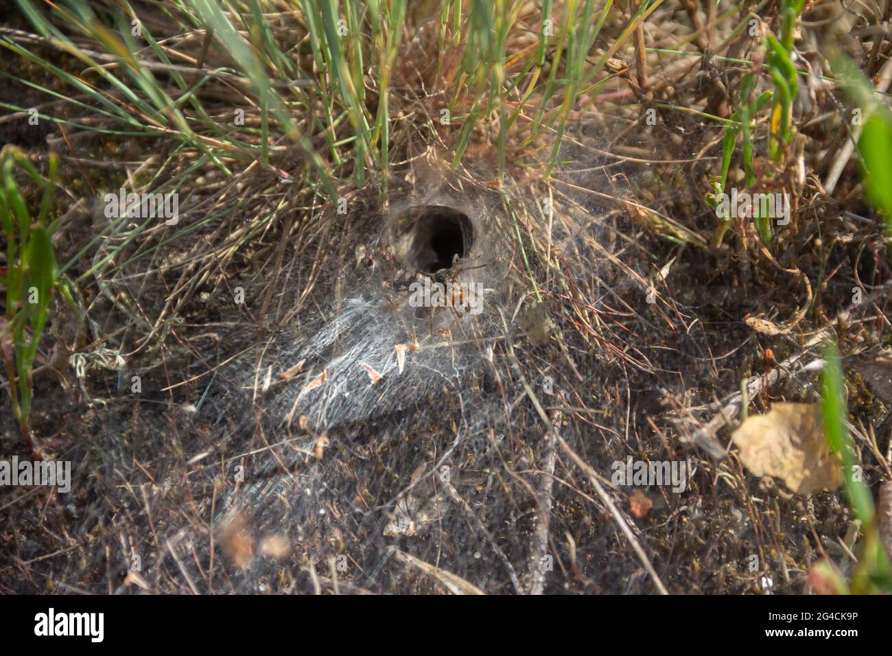 Grass labyrinth spider Agelenidae near from his web burrow Stock Photo