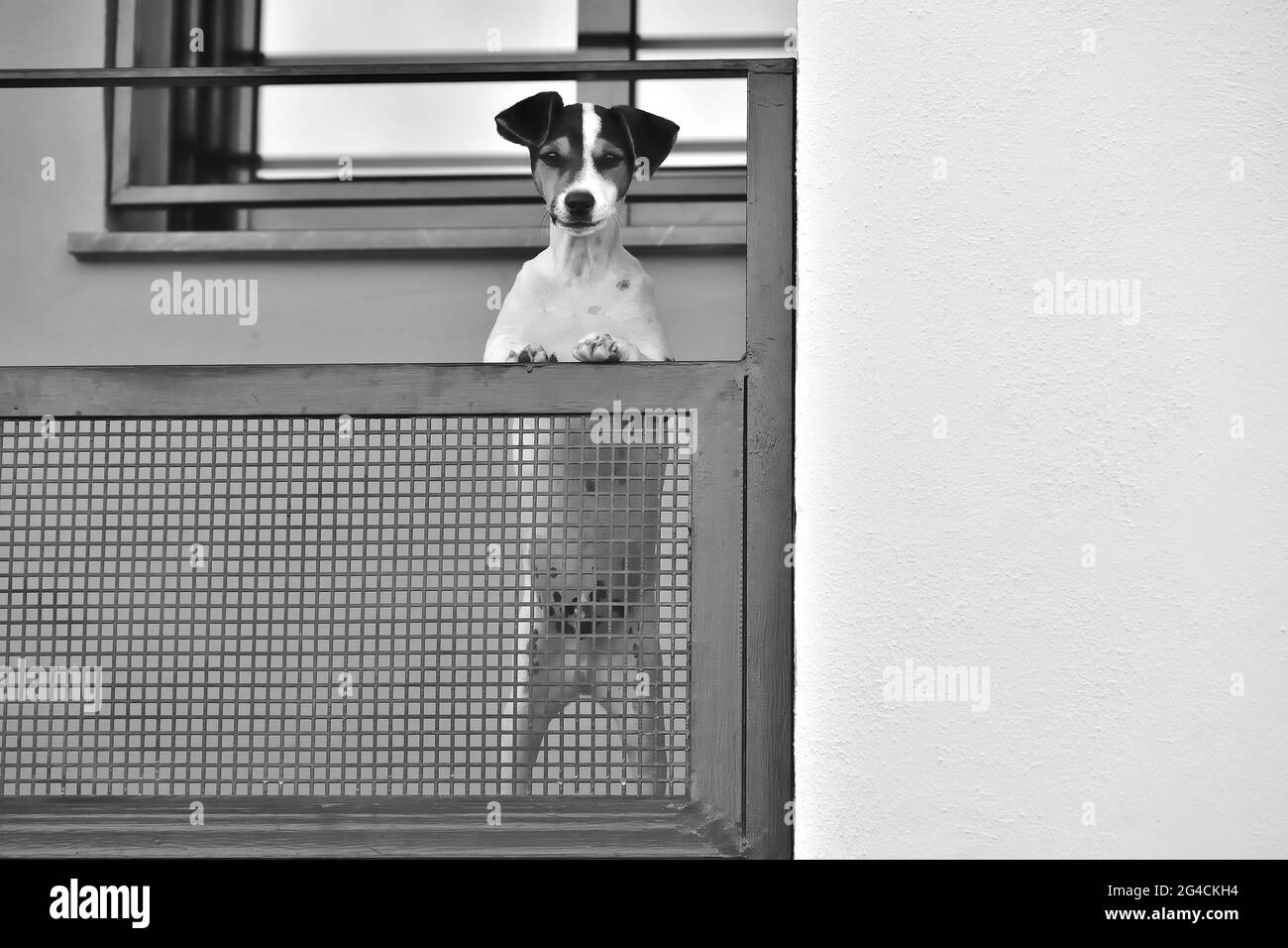 Black and white photo of a dog standing on its hind legs observing us behind the railing with lattice of a balcony Stock Photo