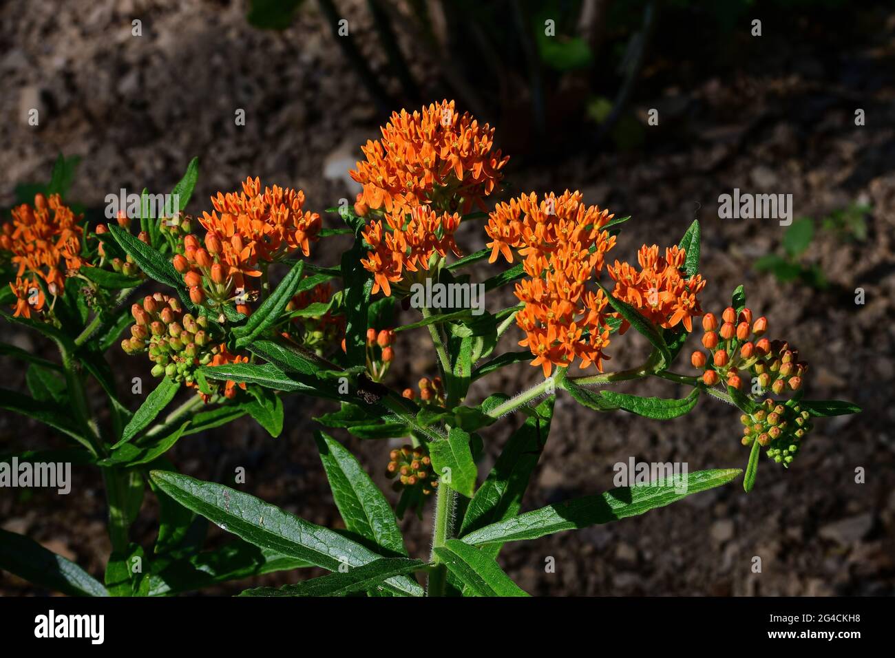 Butterfly weed in morning light. It is a species of milkweed native to eastern North America. It is a perennial plant with clustered orange or yellow Stock Photo