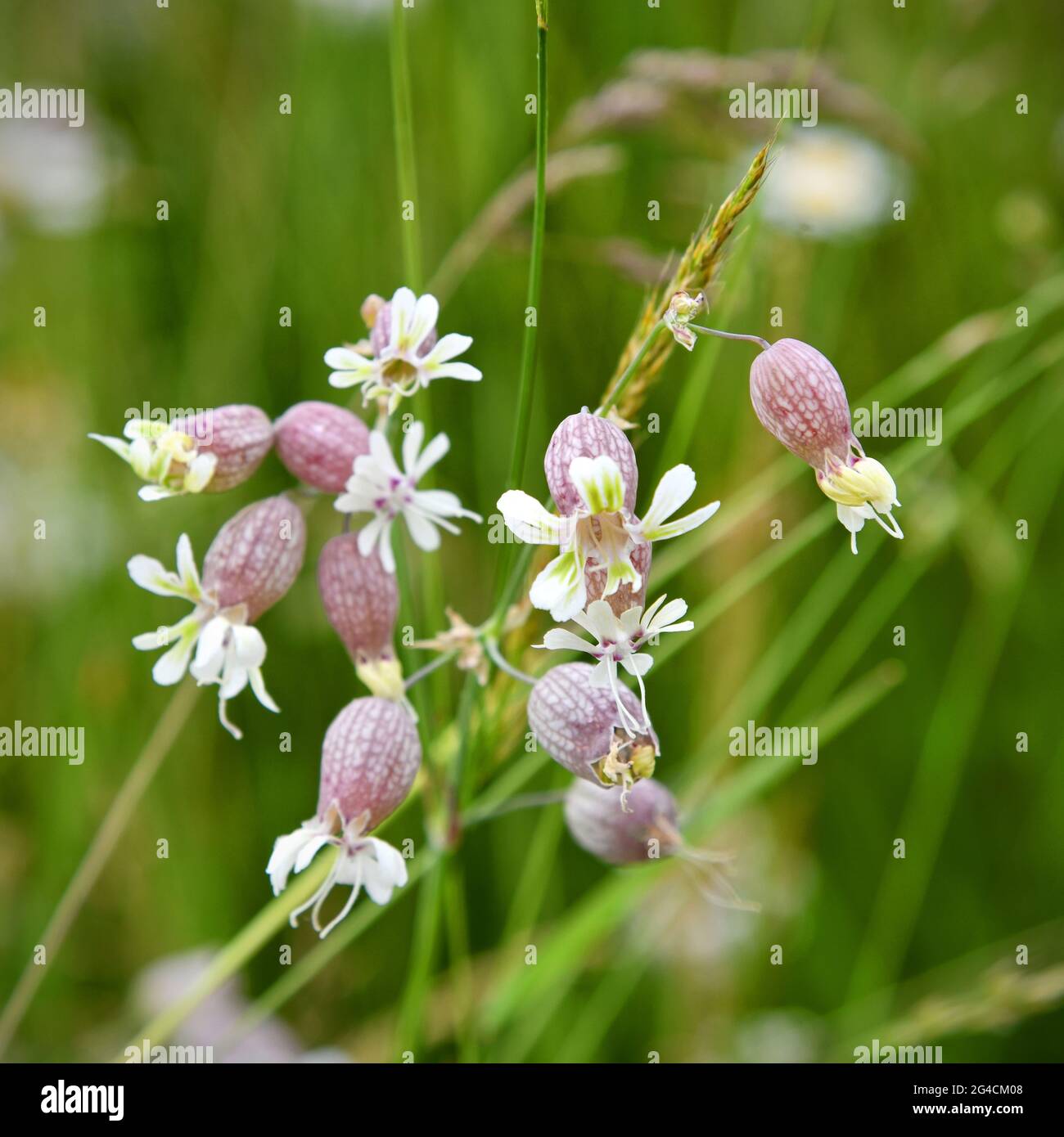 blooming Silene vulgaris in summer Stock Photo